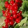 Cascade Red Currant 1 Cascade Red Currant -The Orchard Zone red currant 5