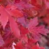 Red Sunset® Maple Tree -The Orchard Zone redsunsetmaple
