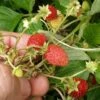 Regina Alpine Strawberry -The Orchard Zone regina