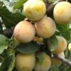 Reine De Mirabelle European Plum -The Orchard Zone reine mirabelle 1