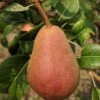 Rescue European Pear -The Orchard Zone rescue pear 1 1