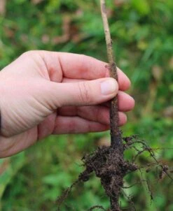 Geneva 30 Apple Rootstock