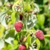 Rosanna Red Raspberry -The Orchard Zone rosanna red raspberry 1