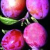 Rosy Gage™ European Plum -The Orchard Zone rosy gage 1