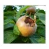 Royal Medlar -The Orchard Zone royalmedlar
