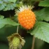 Salmonberry -The Orchard Zone salmonberry