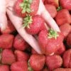 Seascape Strawberry Bundle (3 Packs) -The Orchard Zone seascape 1 f9f64500 917d 477a b790 75976b75e8e3