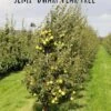 Yellow Huffcapp European Perry Pear -The Orchard Zone semi dwarf pear tree 18 1