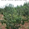 Claribel Quince -The Orchard Zone semi dwarf quince tree 1