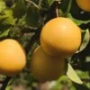 Combo Asian Pear Tree (3 Varieties) -The Orchard Zone shinseki asian pear 1