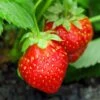 Holiday Strawberry -The Orchard Zone shutterstock 104995331 1