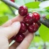 Combination Cherry Tree (5 Varieties) -The Orchard Zone shutterstock 105168959 5d084631 6e6c 4241 80ba 5afb92f1e4f1 1