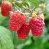 Heritage Raspberry -The Orchard Zone shutterstock 106618970 1