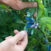 Blue Pacific™ Honeyberry -The Orchard Zone shutterstock 1126745747 1