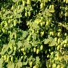 Willamette Hops -The Orchard Zone shutterstock 113807377 1