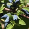 Blue Hokkaido™ Honeyberry 2 Blue Hokkaido™ Honeyberry -The Orchard Zone shutterstock 1172278570 1