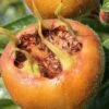 Macrocarpa Medlar -The Orchard Zone shutterstock 1182683059 1