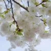Mt. Fuji Flowering Cherry 2 Mt. Fuji Flowering Cherry -The Orchard Zone shutterstock 1372338206 1