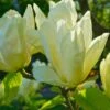 Elizabeth Magnolia -The Orchard Zone shutterstock 1383157025 1