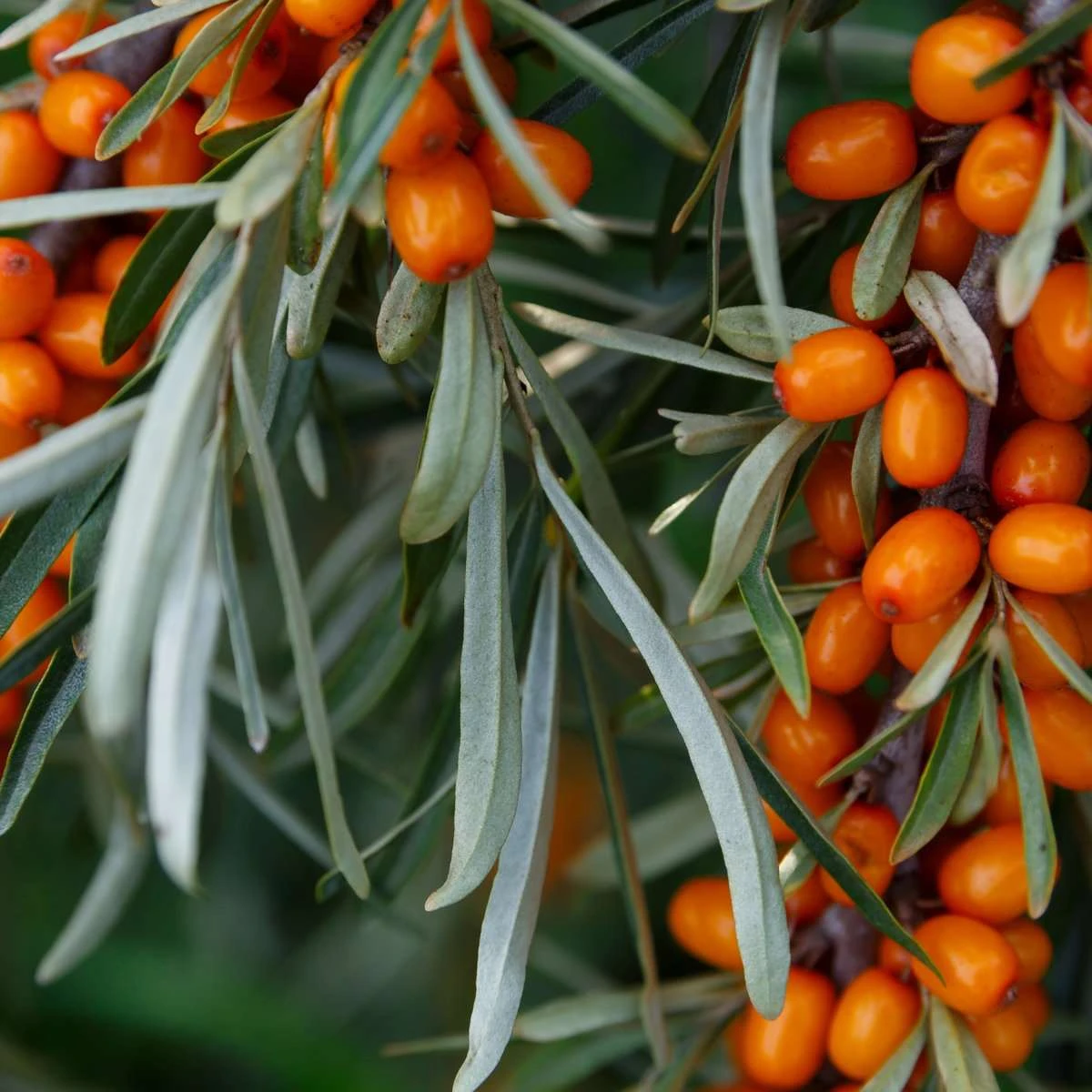 Sirola™ Seaberry 3 Sirola™ Seaberry