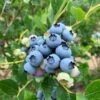 Jersey Blueberry 1 Jersey Blueberry -The Orchard Zone shutterstock 1419055868 2 1