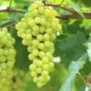 Aurore Grape 1 Aurore Grape -The Orchard Zone shutterstock 144385198 bb2cfcbf 4aee 4c5f a572 65ec09d20570 1