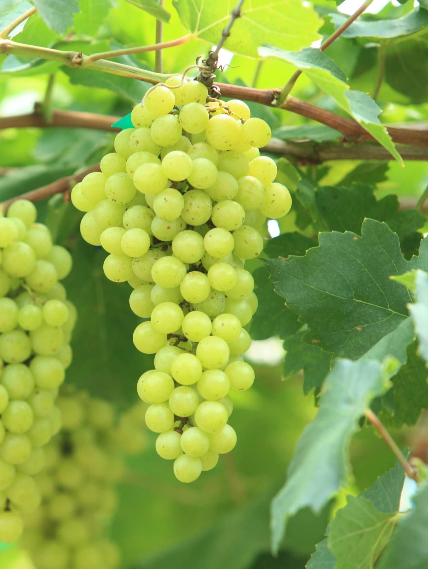 Aurore Grape 3 Aurore Grape