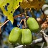 Cordifolia Hardy Kiwi 2 Cordifolia Hardy Kiwi -The Orchard Zone shutterstock 144408967 1