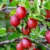Tixia Gooseberry -The Orchard Zone shutterstock 1458321413 1