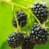 Cascade Trailing Blackberry -The Orchard Zone shutterstock 150412592 1