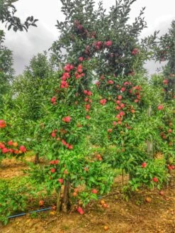 Wolf River Apple -The Orchard Zone shutterstock 1504233272 1