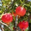 Crimson Sky™ Pomegranate -The Orchard Zone shutterstock 1504269788 1