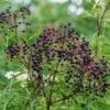 York Elderberry