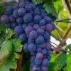 Campbell's Early Grape -The Orchard Zone shutterstock 1524501632 1