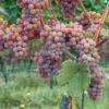 Gewurtztraminer Wine Grape -The Orchard Zone shutterstock 154690013 1