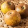 Egremont Russet Apple 1 Egremont Russet Apple -The Orchard Zone shutterstock 1548607520 1