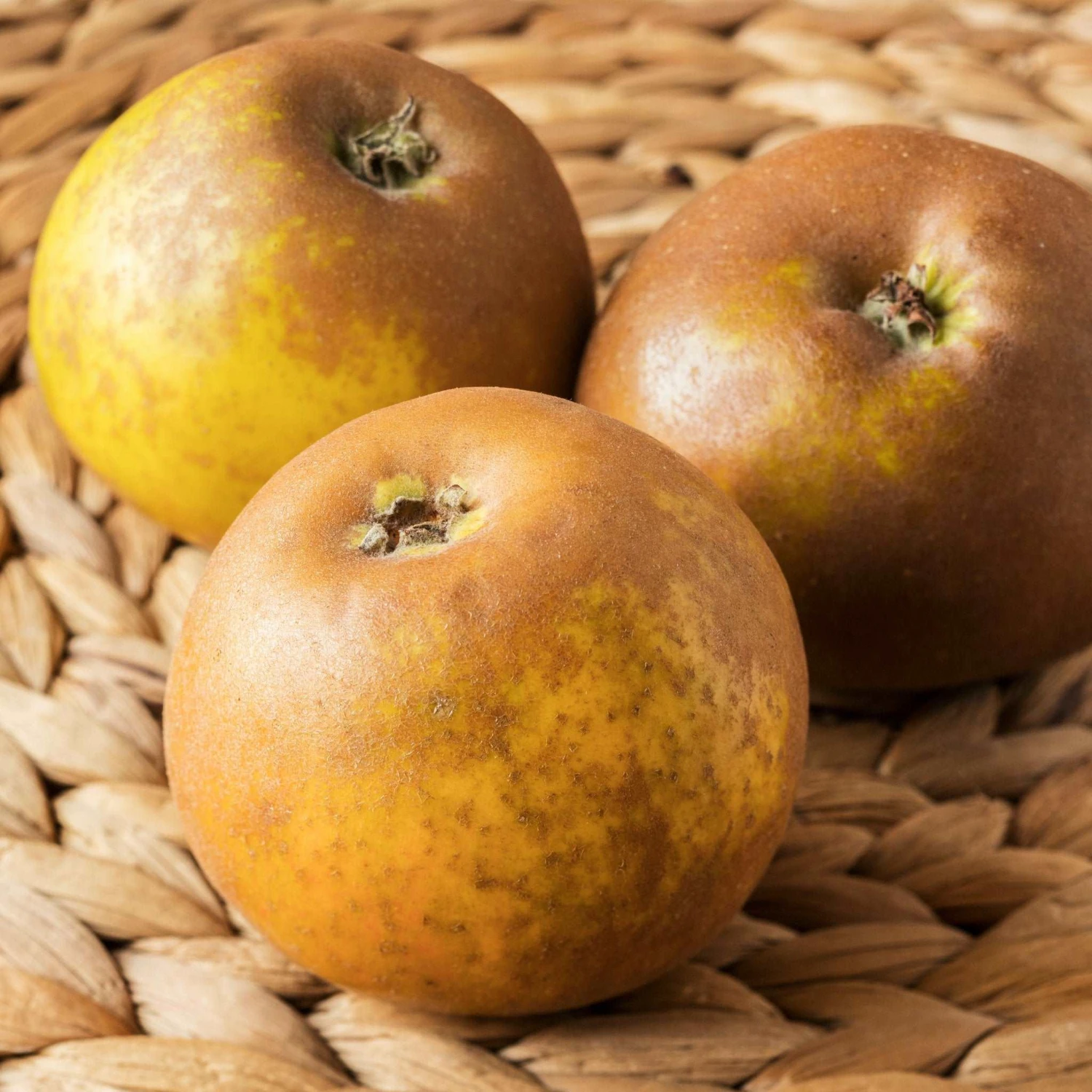 Egremont Russet Apple 3 Egremont Russet Apple