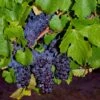 Pinot Precoce Grape -The Orchard Zone shutterstock 1622669122 1