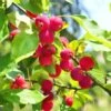 Dolgo Crabapple -The Orchard Zone shutterstock 1664375074 1