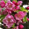 Pink Cloud Crabapple -The Orchard Zone shutterstock 1689034981 1