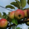 Rubinette Apple -The Orchard Zone shutterstock 1700562049 1