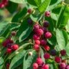Autumn Brilliance Serviceberry -The Orchard Zone shutterstock 1703021887 1