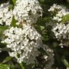 Alpha Burkwood Viburnum 1 Alpha Burkwood Viburnum -The Orchard Zone shutterstock 1974574043 1