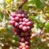 Flame Seedless Grape -The Orchard Zone shutterstock 2104746380 1