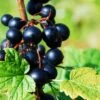 Prince Consort Black Currant -The Orchard Zone shutterstock 219100882 1