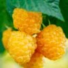 Fall Gold Raspberry 2 Fall Gold Raspberry -The Orchard Zone shutterstock 298186934 1