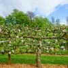 3 Tier Apple Espalier Combo Tree (3 Varieties) -The Orchard Zone shutterstock 310804814 1 1