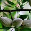 Oracle Almond™ -The Orchard Zone shutterstock 353378804 1