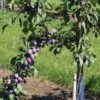 Prune D'Ente 707 European Plum 1 Prune D'Ente 707 European Plum -The Orchard Zone shutterstock 35830549 1 1