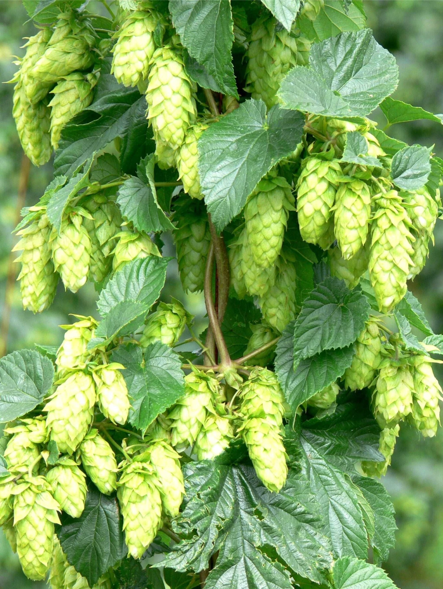 Tettnang Hops 3 Tettnang Hops